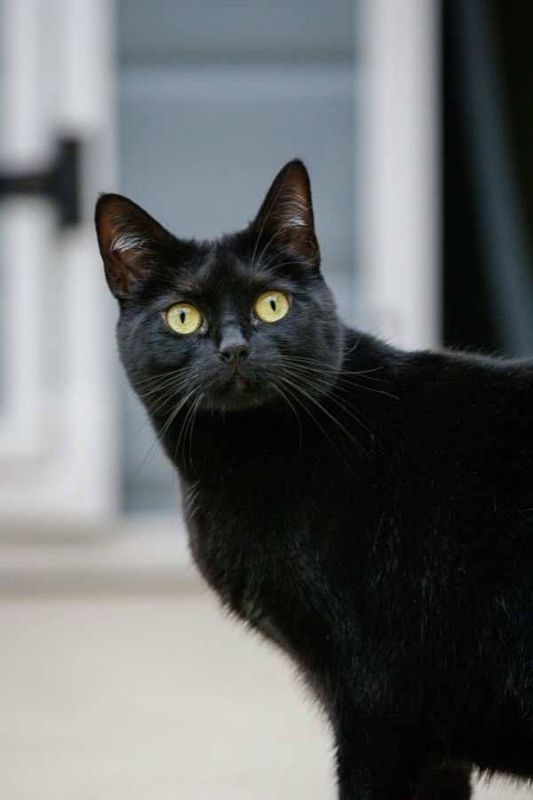 鋭い眼差しの黒猫 まおう