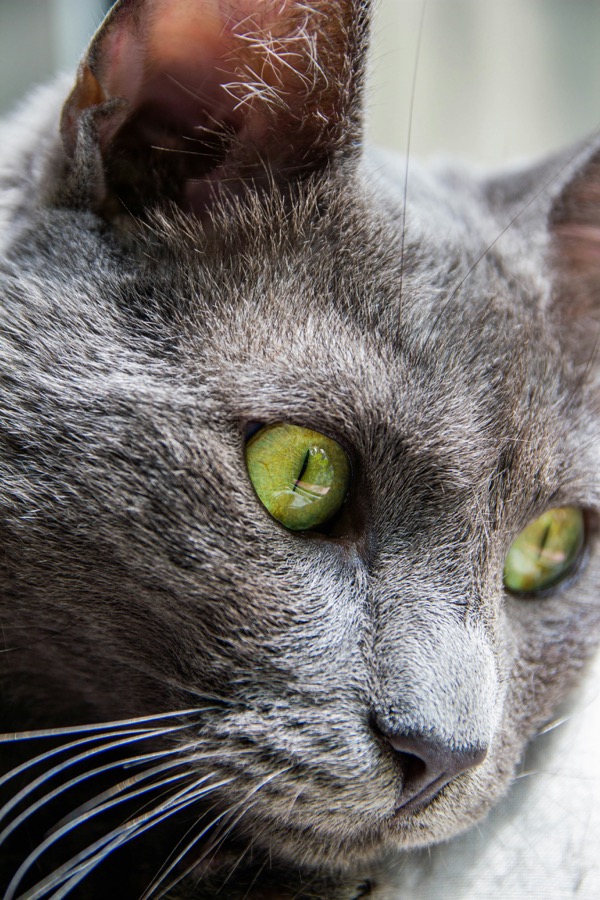 エメラルドの瞳の短毛銀猫 ひゅんける