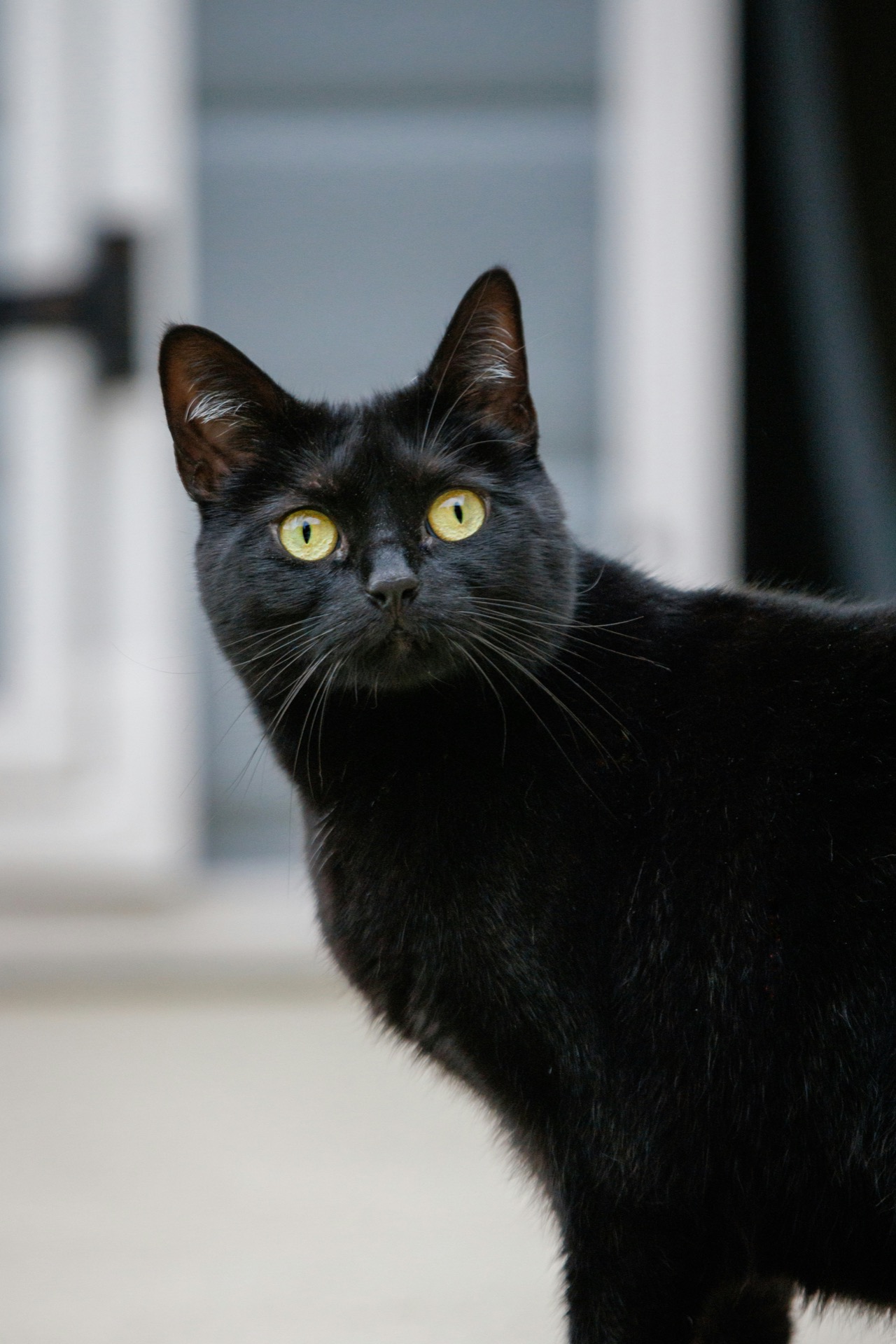 鋭い眼差しの黒猫 まおう